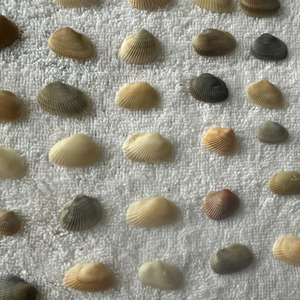 Sea Shells Space Coast Florida Small Qty 100