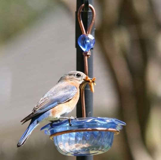 Bluebird Feeder Single