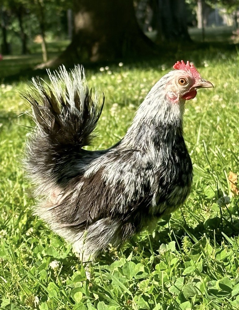 12 + Fertile Serama Chicken Hatching Eggs