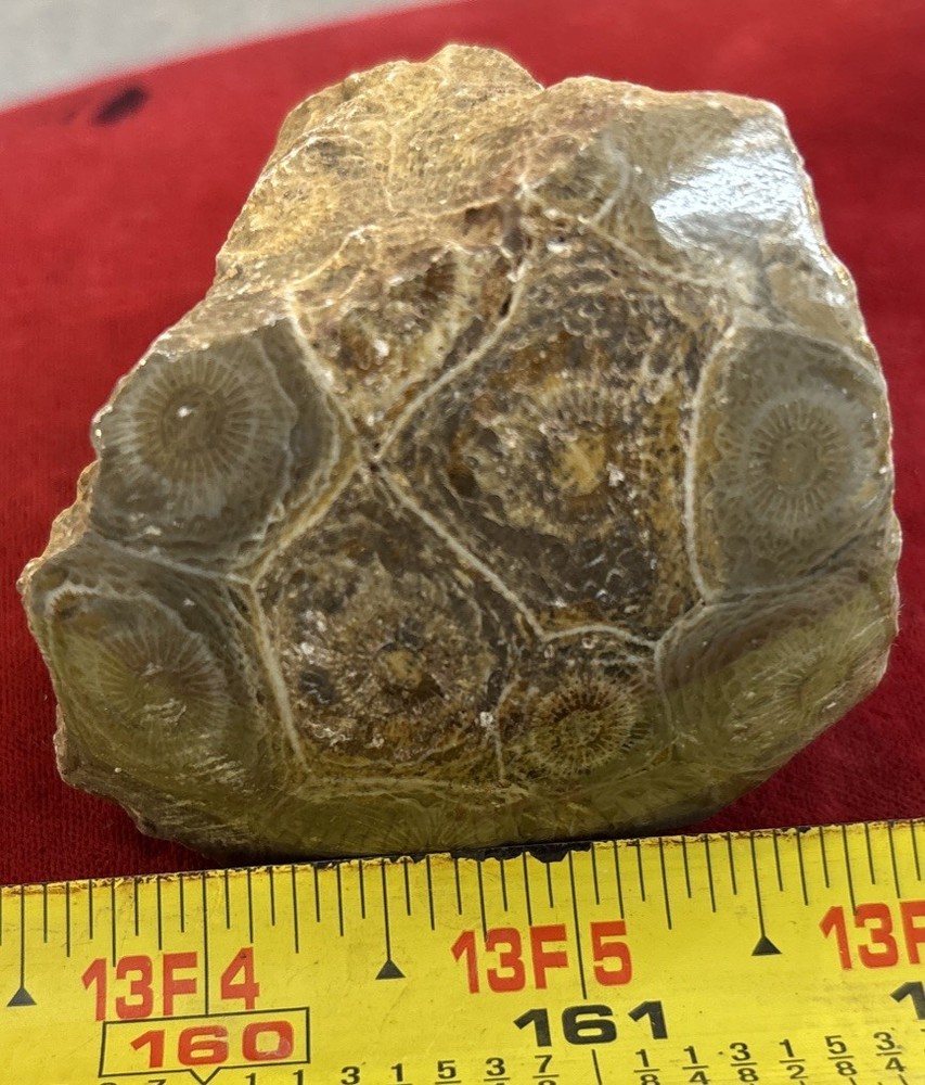 Petrified Coral End Polished
