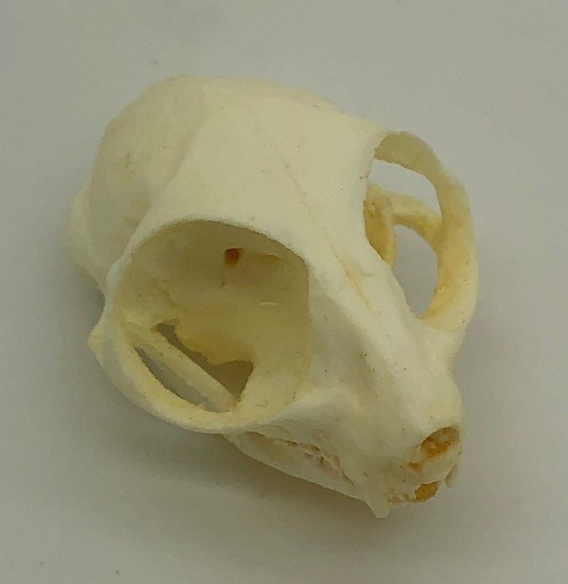 BUSH BABY GALAGO SKULL  REPLICA