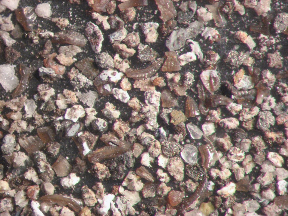 Devonian Conodont microfossil matrix sample LOWER Beechwood Limestone rich