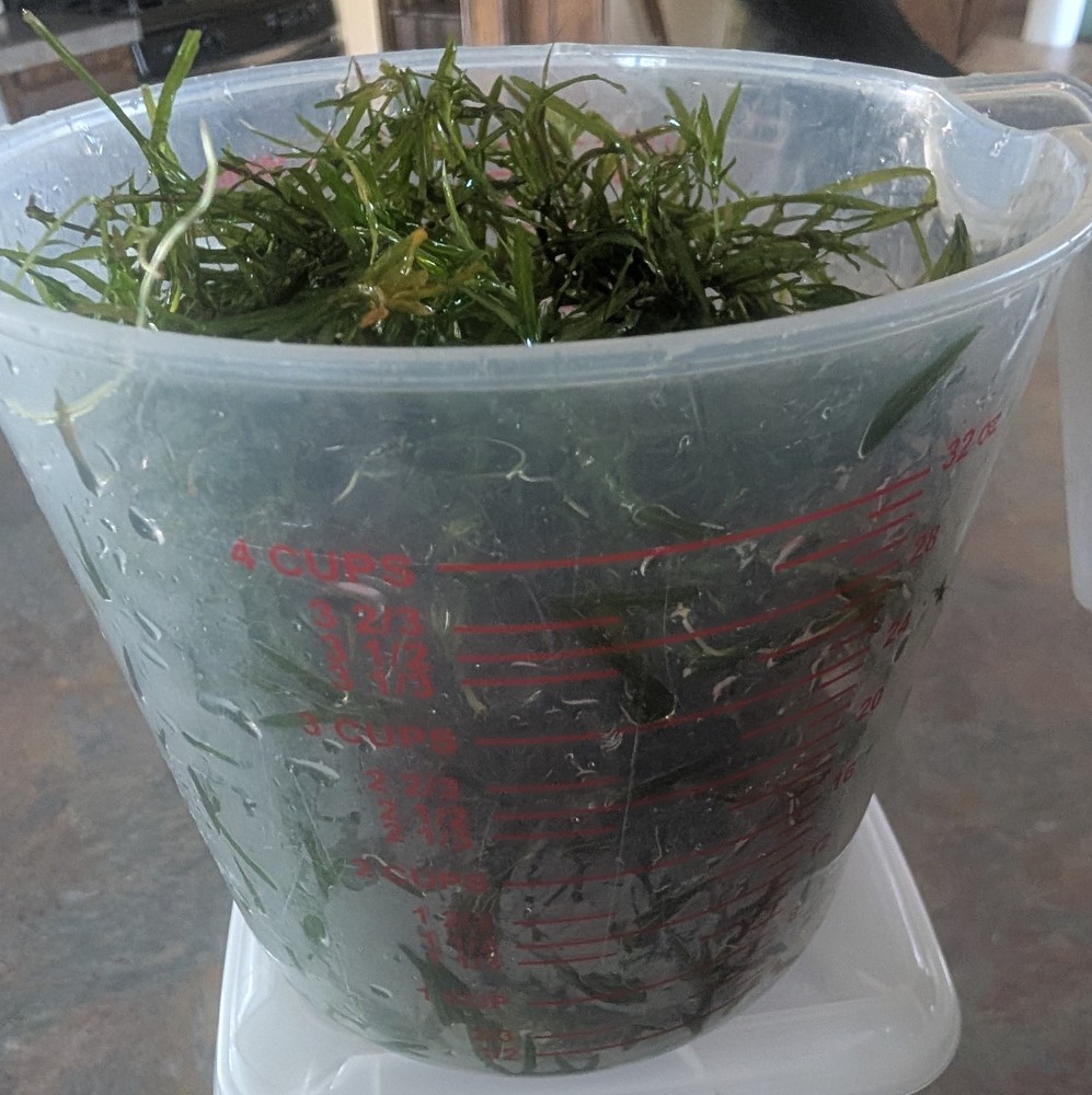 GUPPY GRASS.....12 CUPS.....SEE VIDEO!