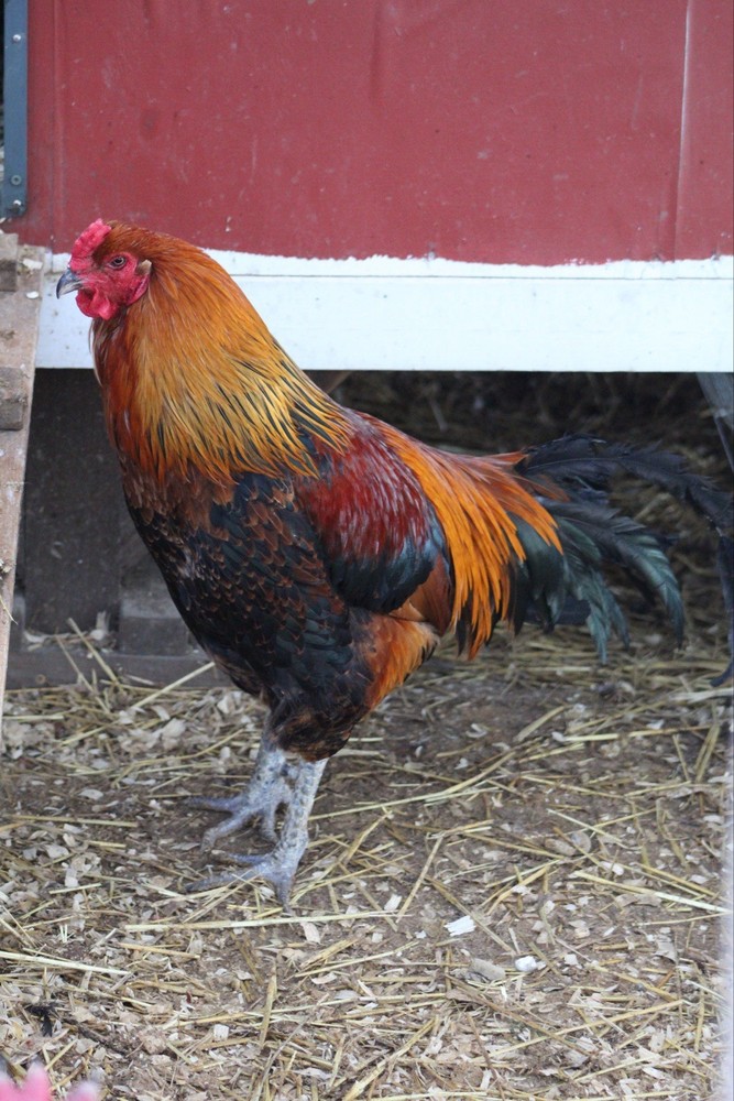 Bruges Fighter Hatching Eggs (12)
