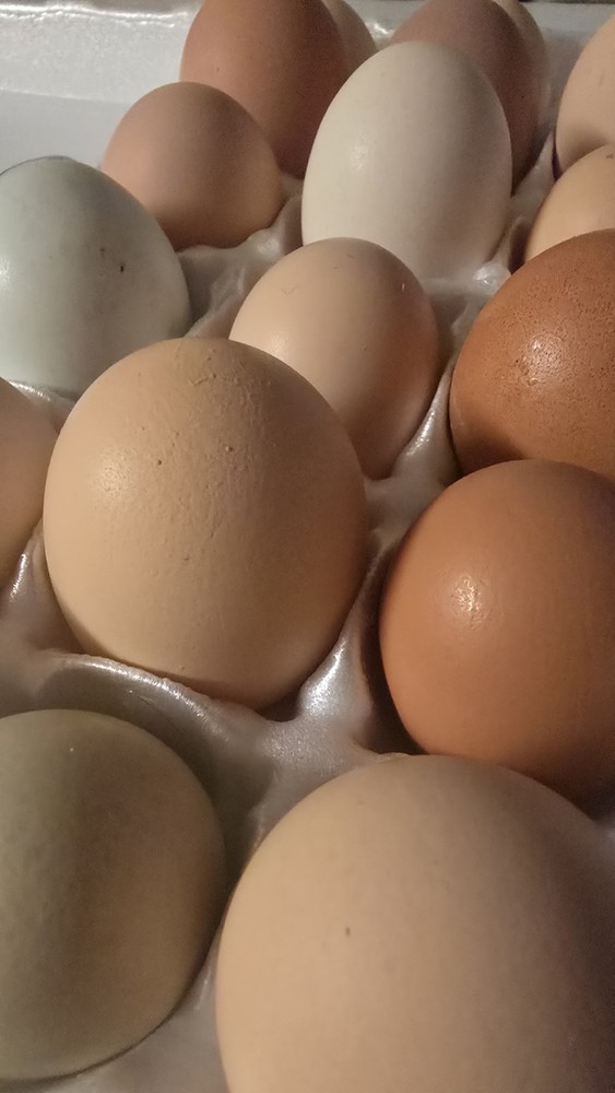 Assorted Hatching Eggs for Incubation