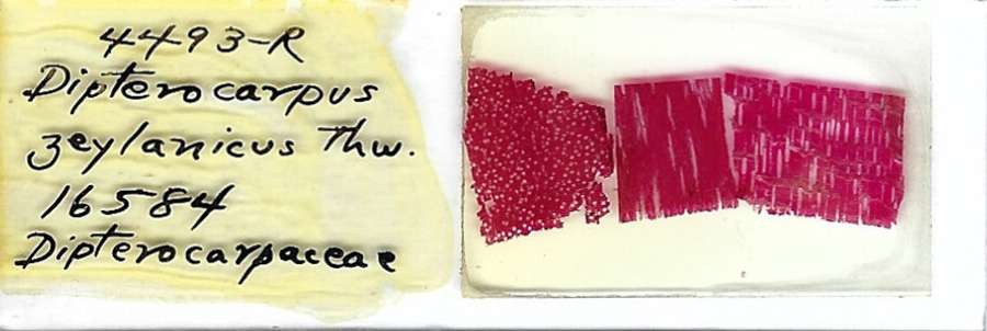 Hora Dipterocarpus zeylanicus Microscope Slide