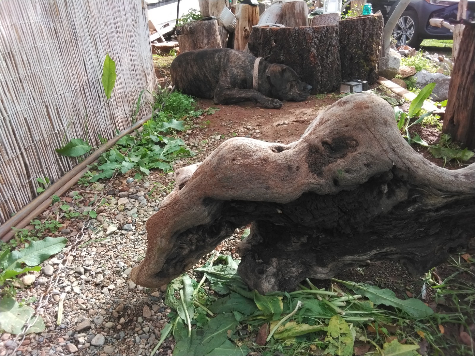 DrRIFTWOOD, LANDSCAPING, ART, AMAZING