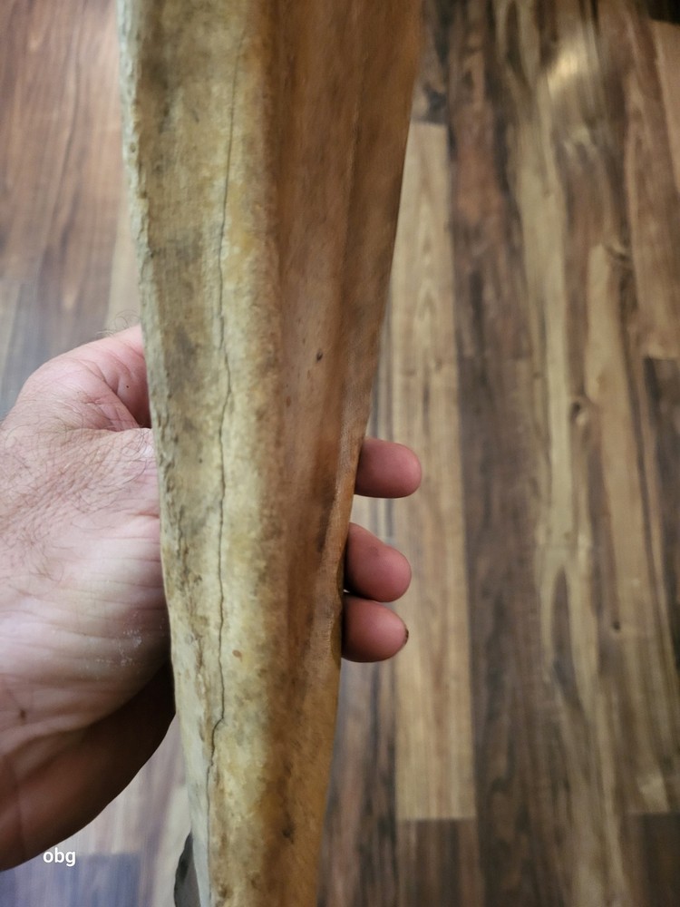 Historic Bison SHOULDER BLADE scapula