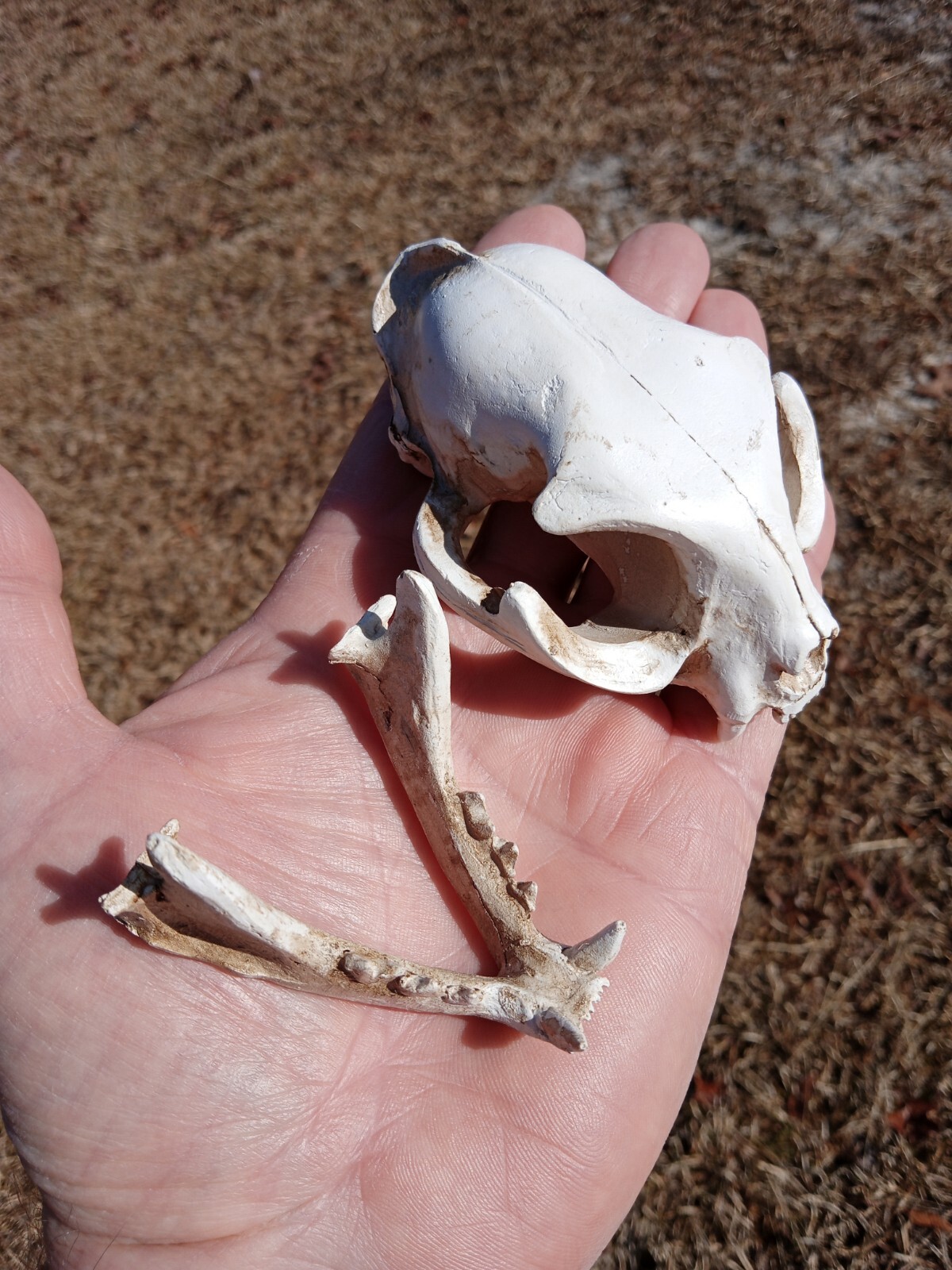 High Quality Replica Resin 😺 Cat Skull. Beautiful Display Cat Skull. Y3