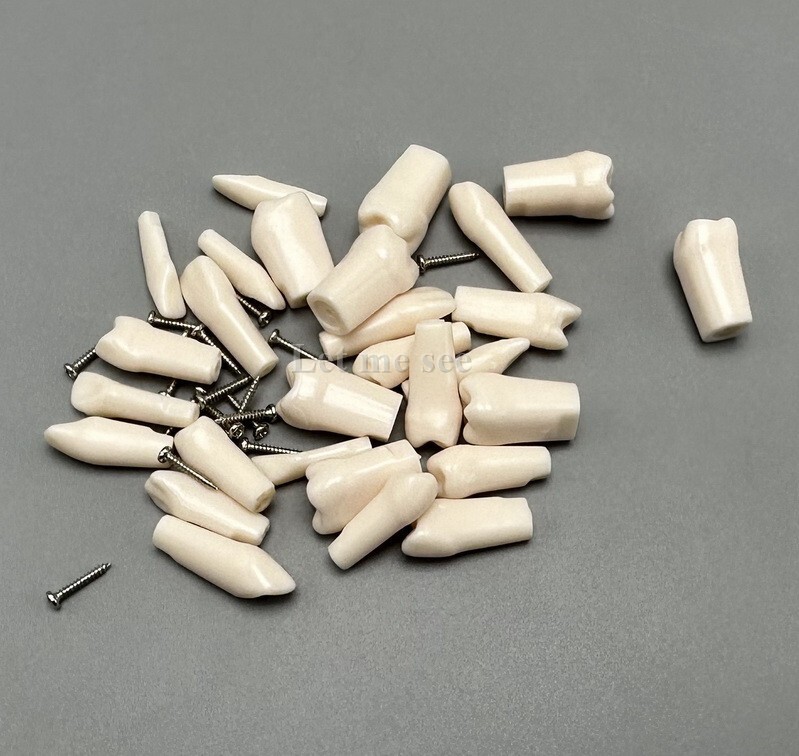 Dental Replacement Screw-in Teeth Typodont Models Study Practice Tooth Model
