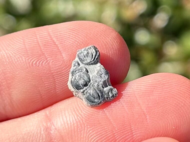 Fossil Trilobite Peronopsis interstrictus Utah Cambrian Age Bug