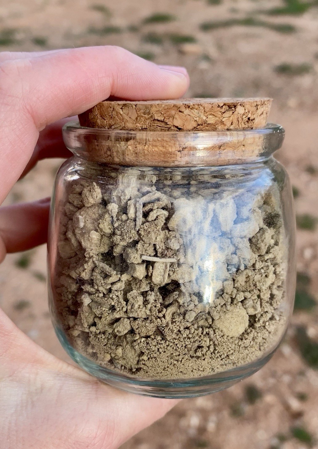 Crinoid Star Fossil Dig Jar