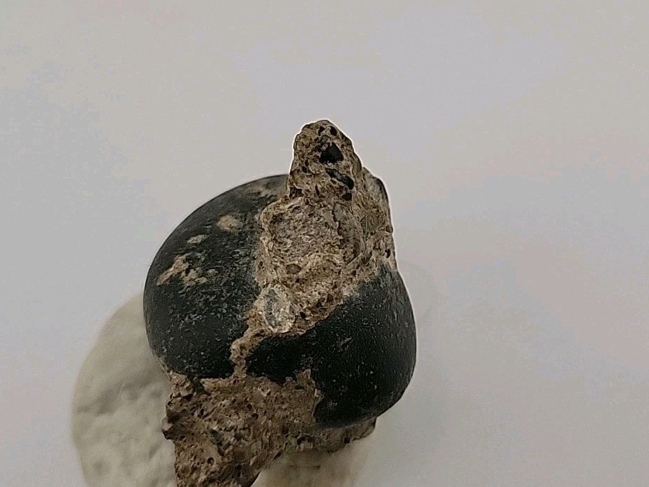 Real Permineralized Reptile Egg Fossil