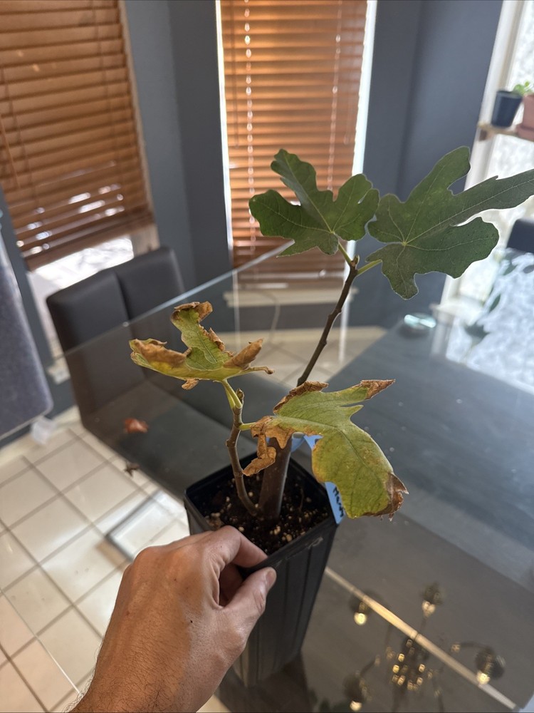 Chicago Hardy Fig Tree