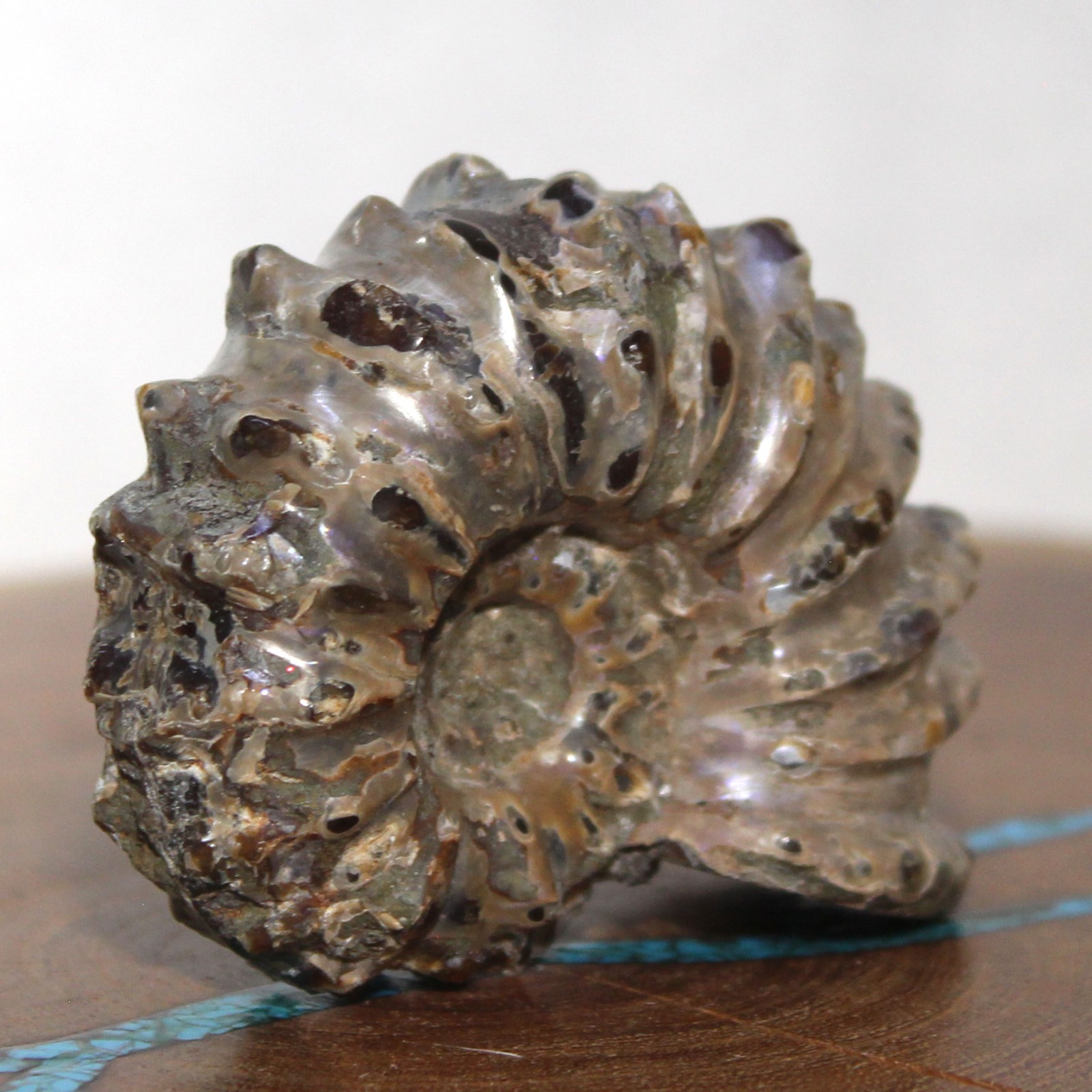 Fossil Douvilleiceras Tractor Ammonite Great Ridge Formation Ancient Ocean Life