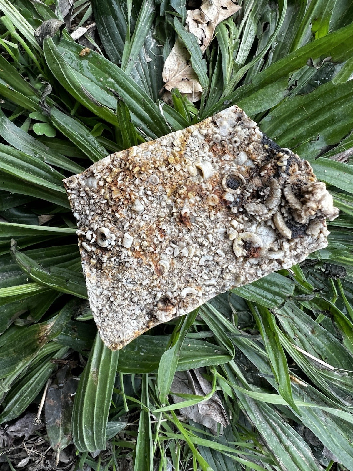 Crinoid Fossils Box FULL Fort Payne Formation TN Mississipian Period