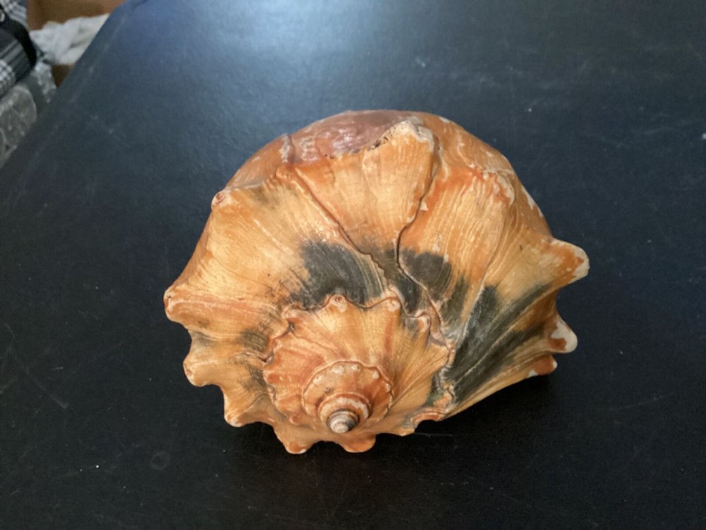 Large Conk Shell that I think has been painted at some point.