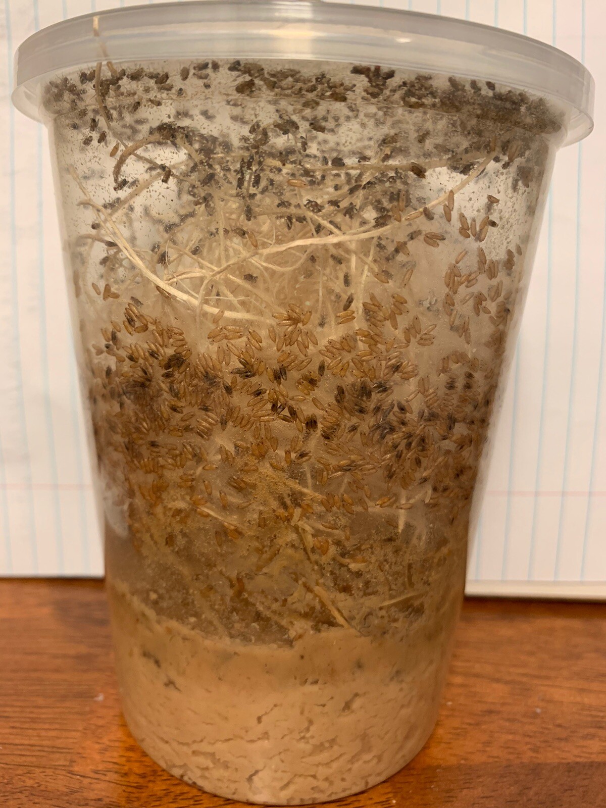 Flightless Fruit Fly Culture (Drosophila Melanogaster)