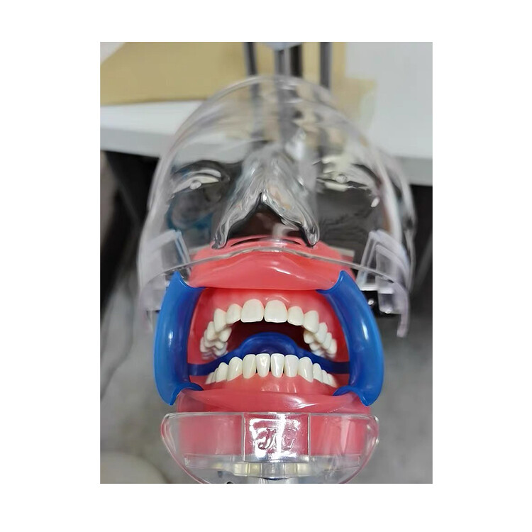 Desktop Mounted Dental Manikin Phantom Head Simulator Head Model for Training US