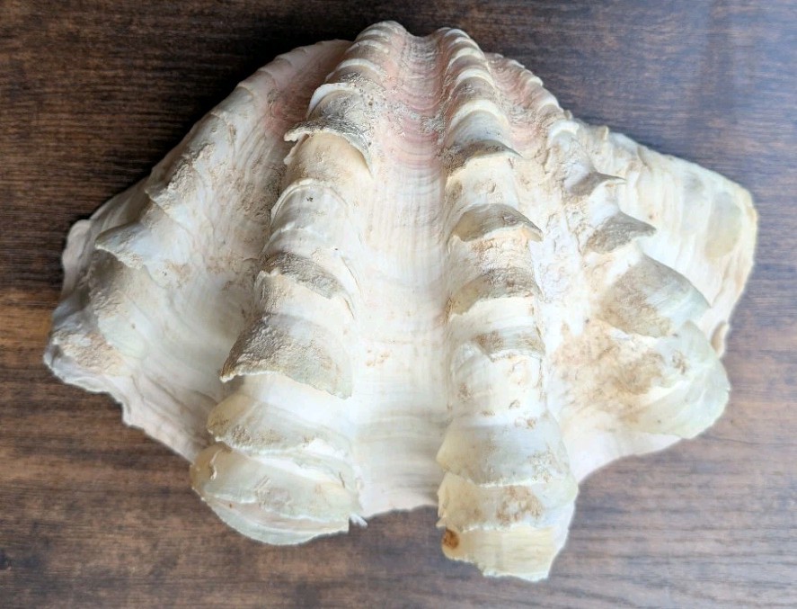 Large TRIDACNA SQUAMOSA Fluted Giant Clam Shell HALF 9x 6" Pink Tones. Beautiful