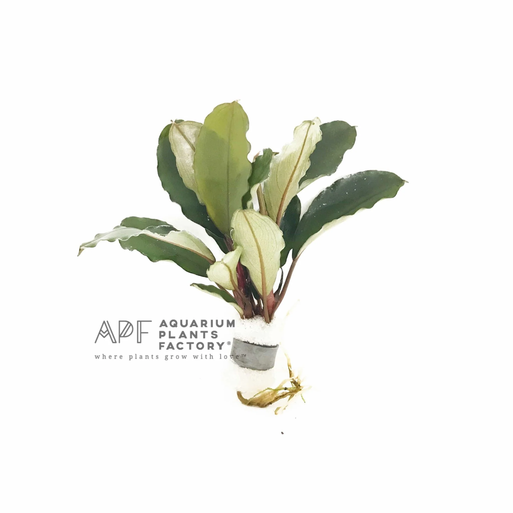 Bucephalandra Aragon | Buce Aquarium Plants Factory®