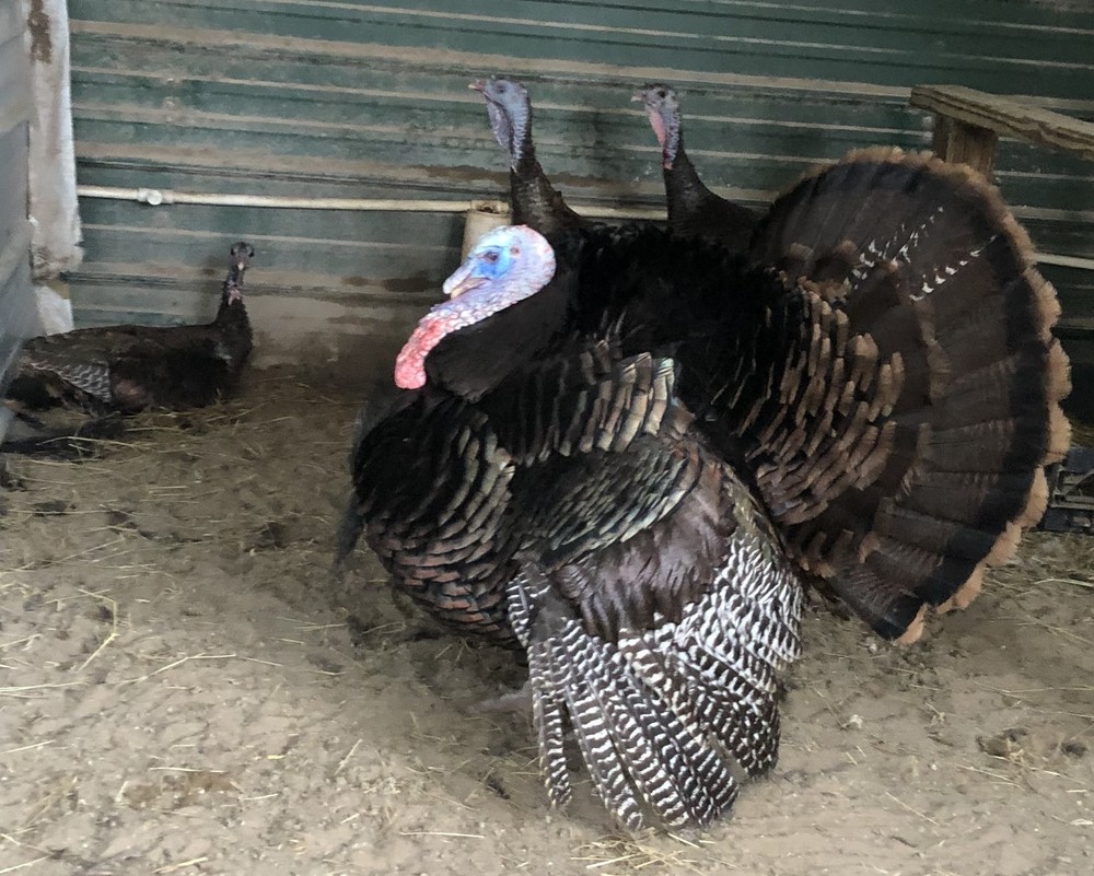 Osceola Turkey Hatching Eggs (One Dozen)