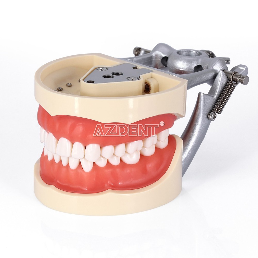 Dental Teeth Model With Removable Teeth Compatible with 200 teeth