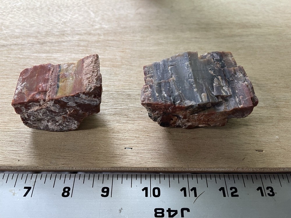 Petrified Wood Collection