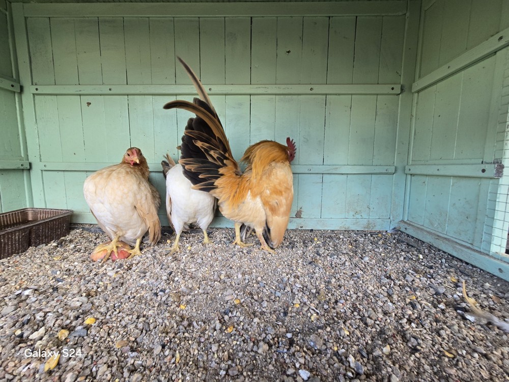 6++ Extreme Malaysian Serama Chicken Hatching Eggs (micro)