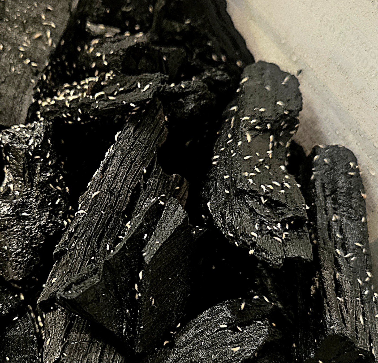 Tropical Pink Springtails (Coecobrya sp.) Live Culture 4-oz cup BUY ONE GET ONE!