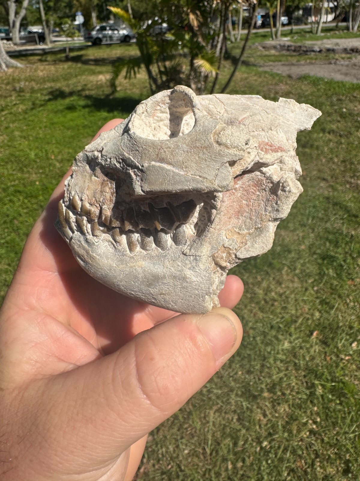 BEAUTIFUL PREP WHITE RIVER OREODONT LEPTAUCHENIA SKULL JAW TEETH BONE FOSSIL