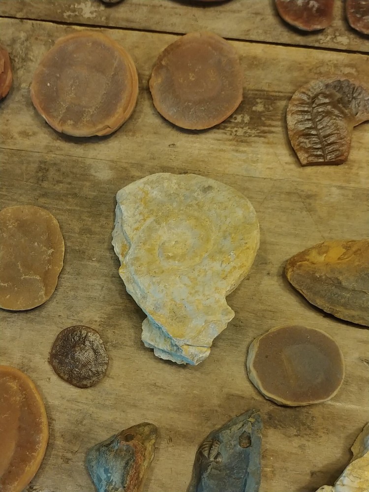 Fossil Lot 34 Total Pieces