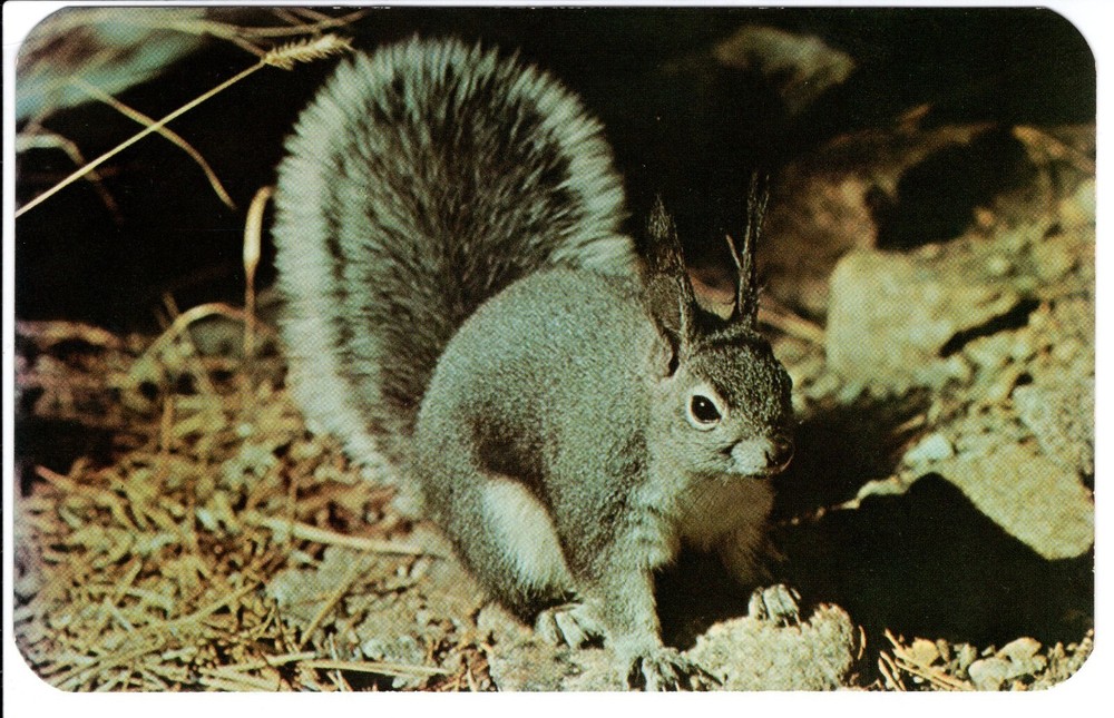 TUFT EARED OR ABERT SQUIRRELS - PC2700