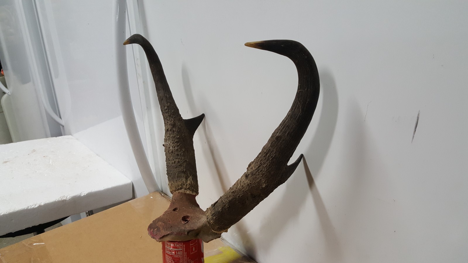 IVORY TIPPED 15+" TALL PRONGHORN ANTELOPE HORNS antlers mule whitetail elk deer