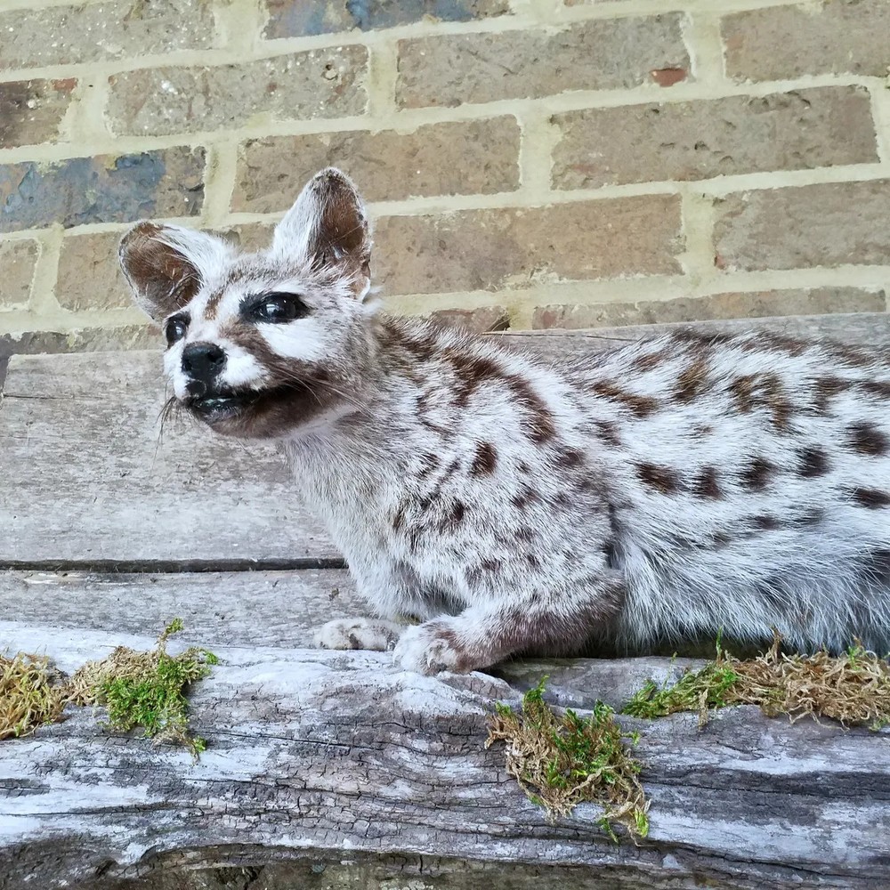 Genet on Pine Branch