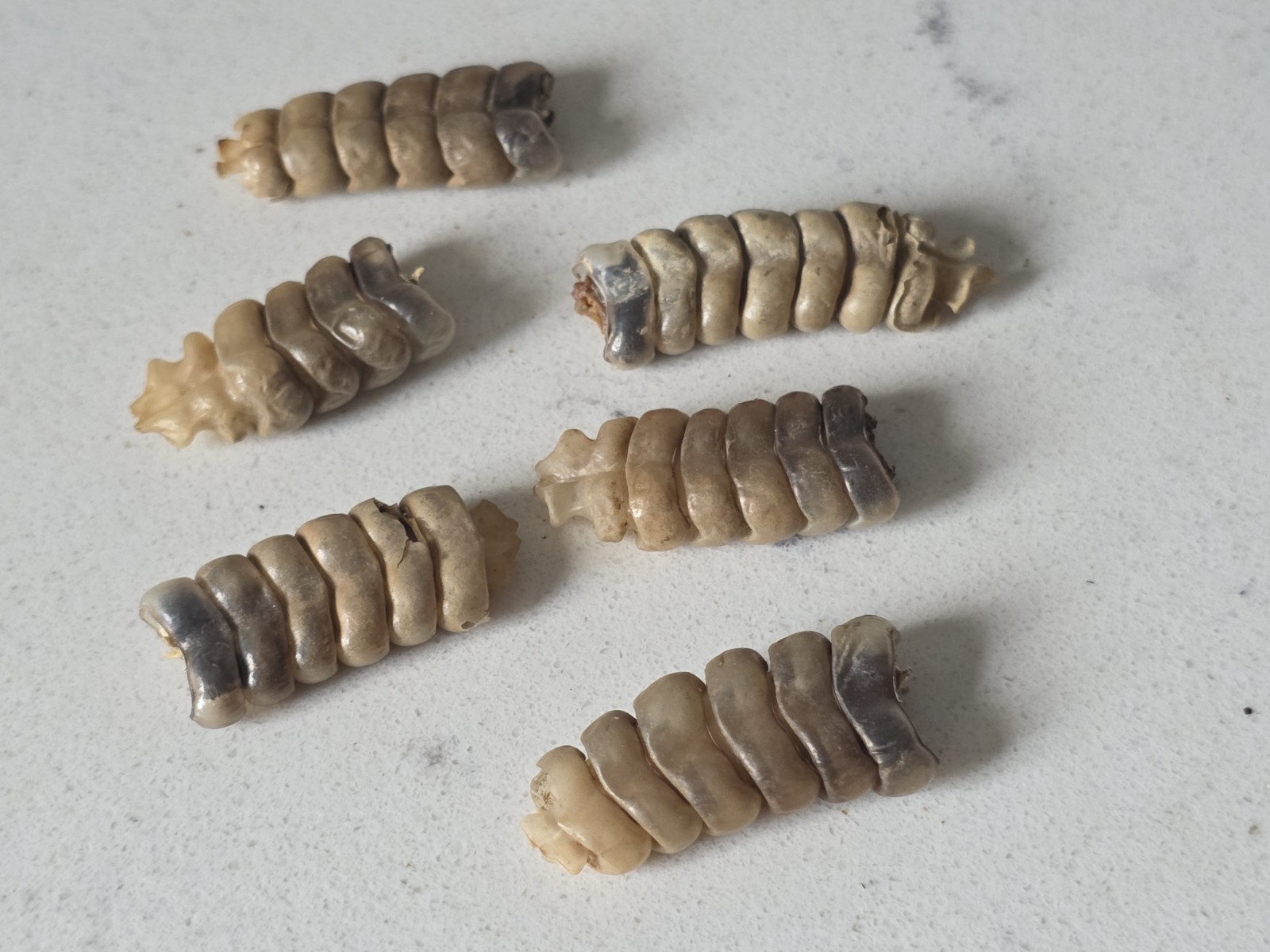 6 Medium Rattlesnake Rattles Taxidermy Diamondback Sidewinder