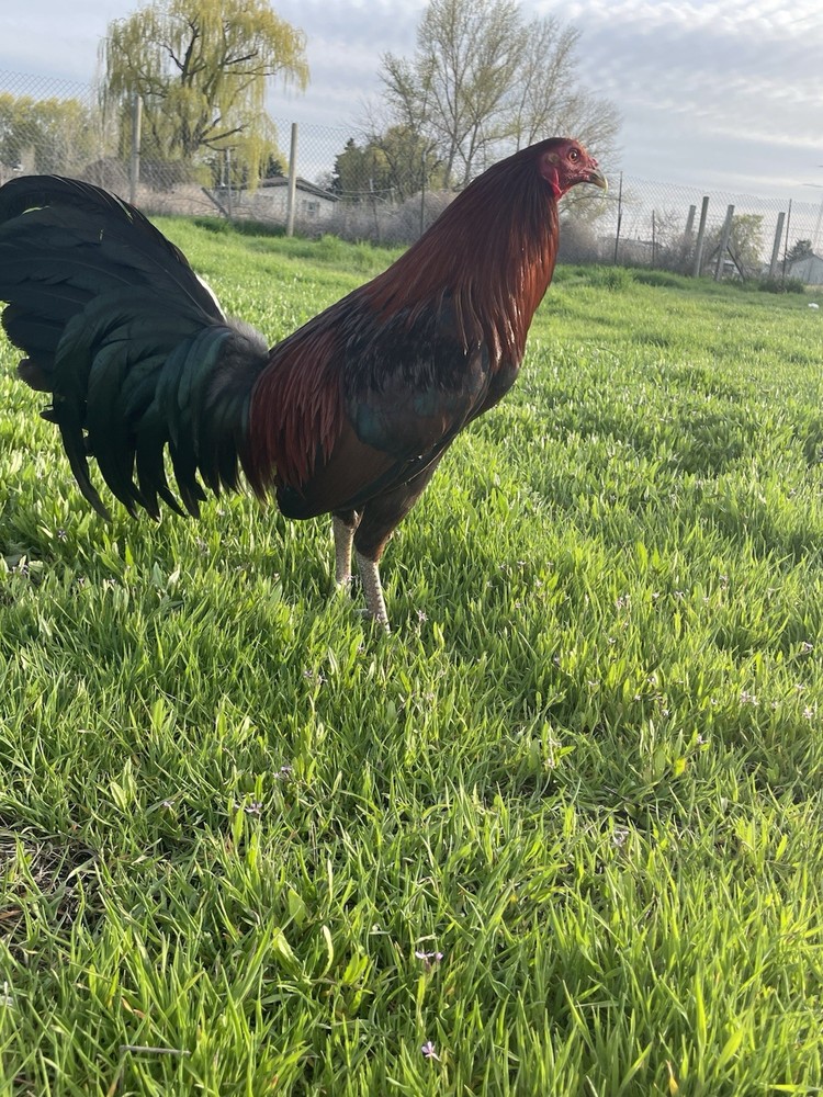 12+ Chicken Hatching Eggs