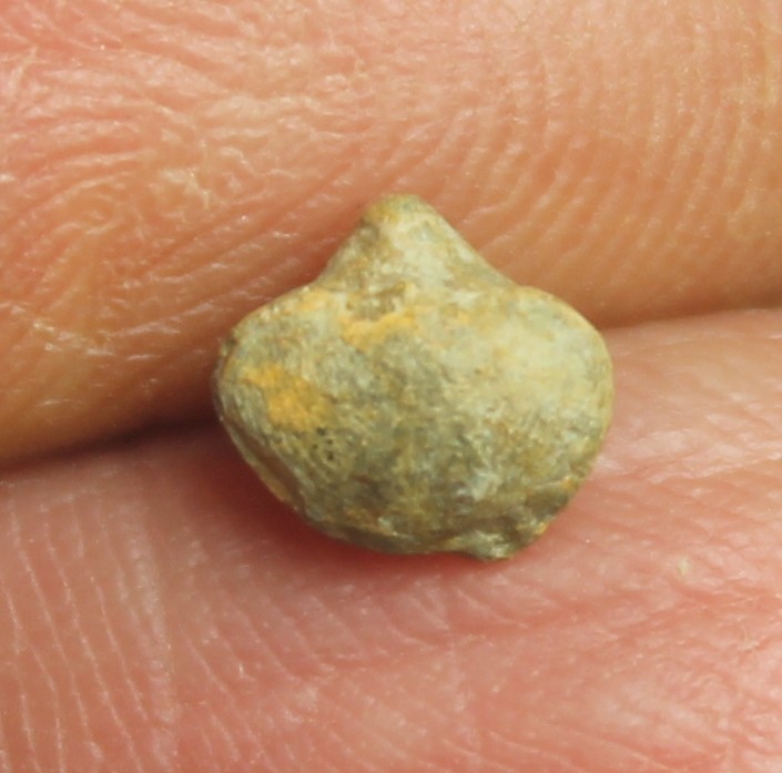 Gypidula parva - Devonian fossil brachiopod