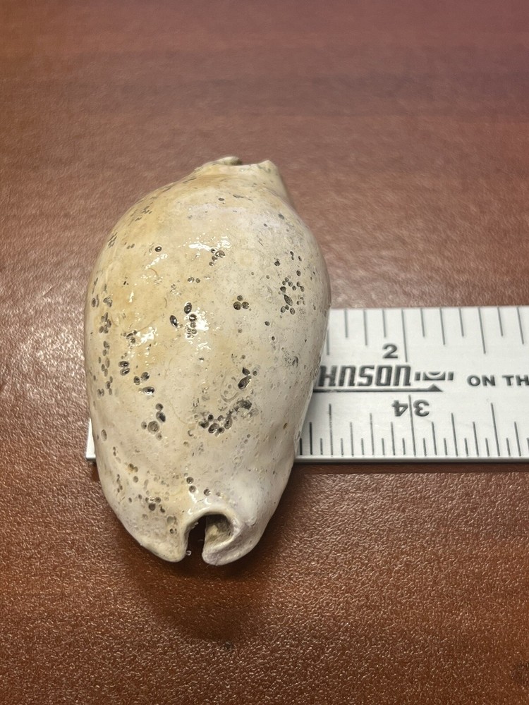 EXTINCT Fossilized COWRIE Shell From Central Florida, Pliocene Era.