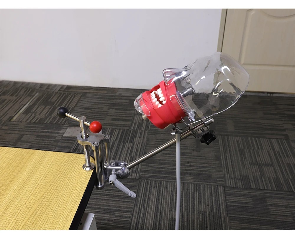Dental Head Model Simulator Manikin Phantom With Bench Mount 28 Removable Teeth