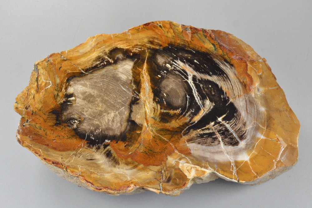 Petrified Wood Round, Saddle Mountain, Washington