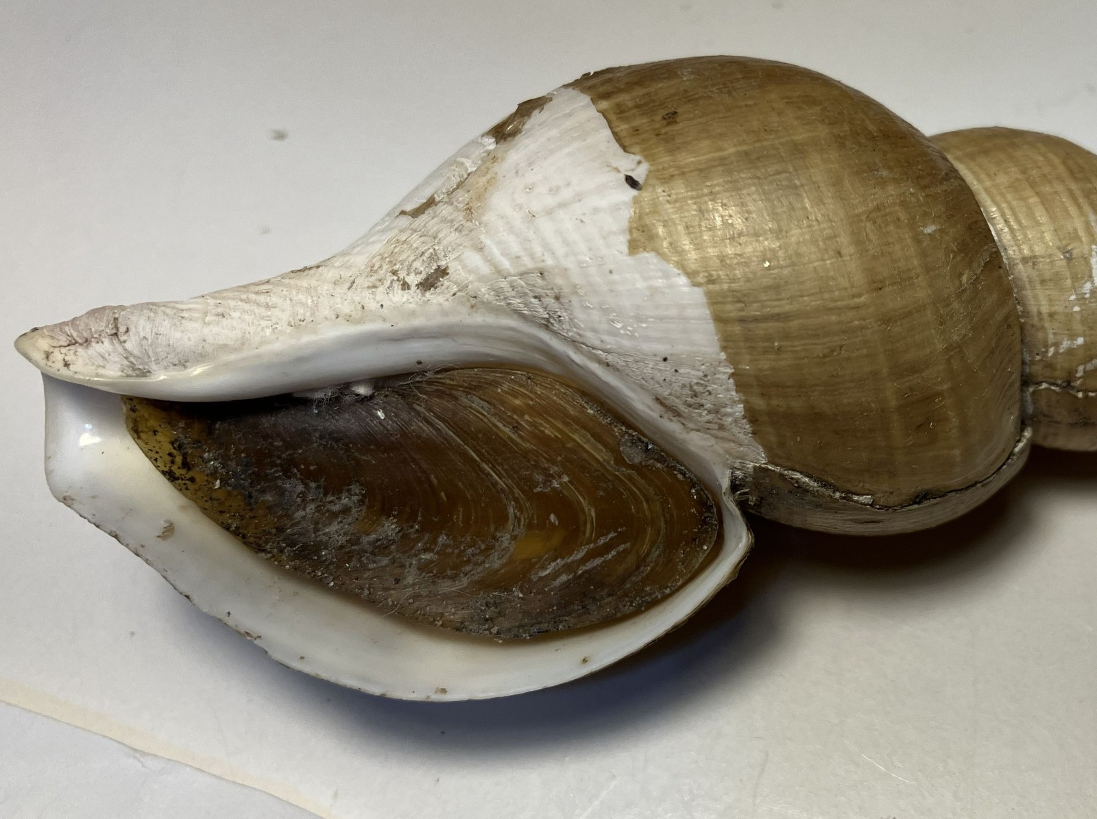 Japelion adelphicus (Dall, 1907). Great Shape. Taiwan, east china sea. 100 mm