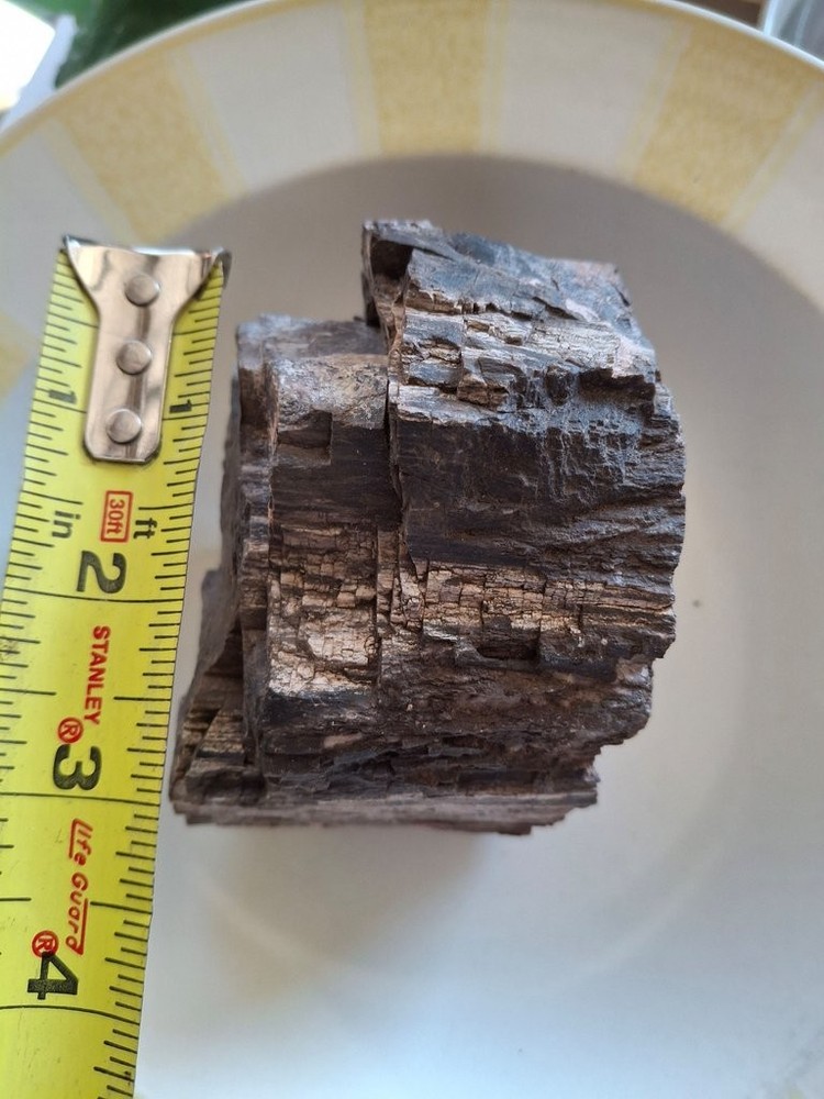 Petrified Wood Specimen