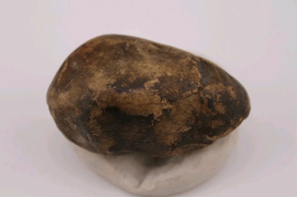 Real Permineralized Reptile Egg Fossil