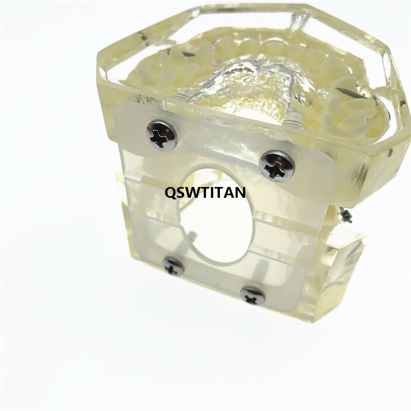 Dental Models For Teaching teeth model Dental teaching Orthodontic Model