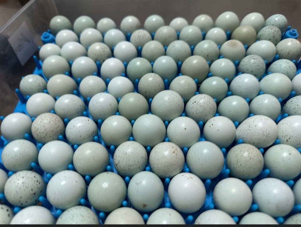 18+ Celadon Blue Coturnix Quail Hatching Eggs - 100% True Blue