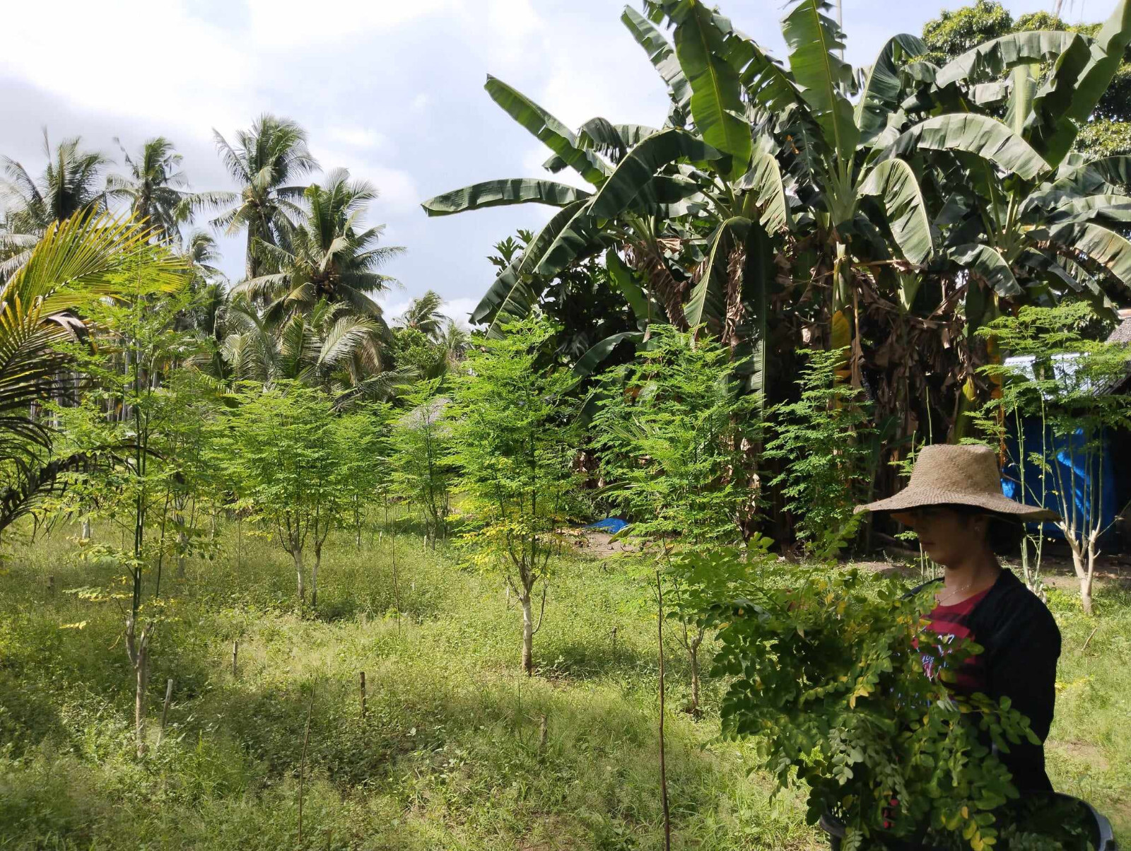 250 Capsules Moringa Oleifera Leaf Powder 5000mg - Organic Herbal Extract YOKABA