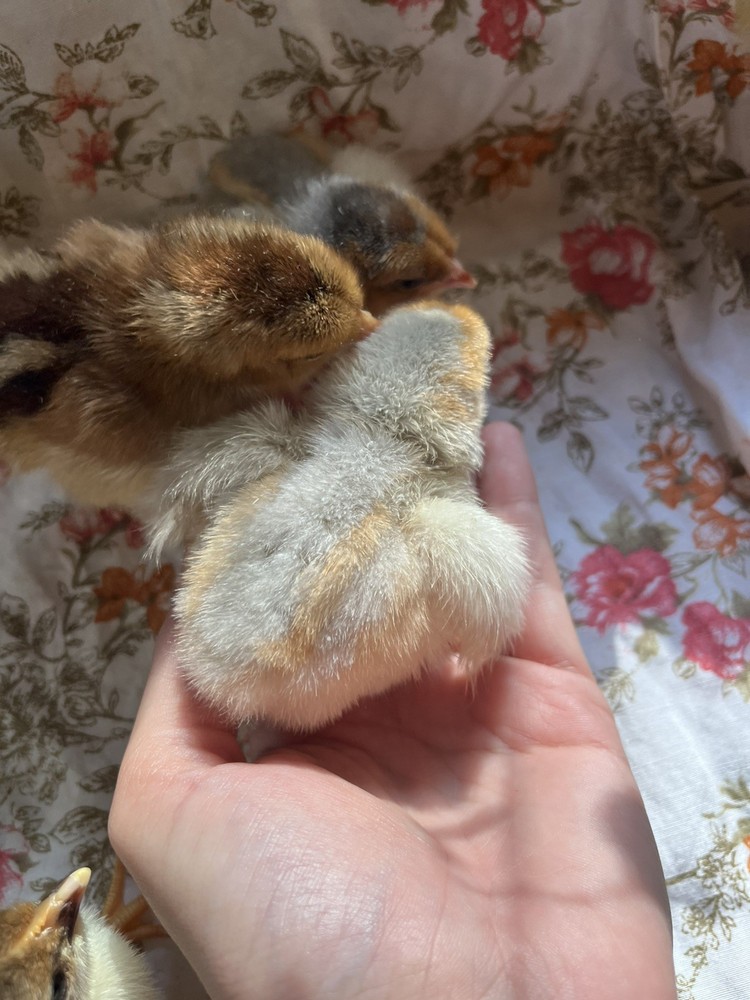 Swedish Flower Eggs 15+ Pack