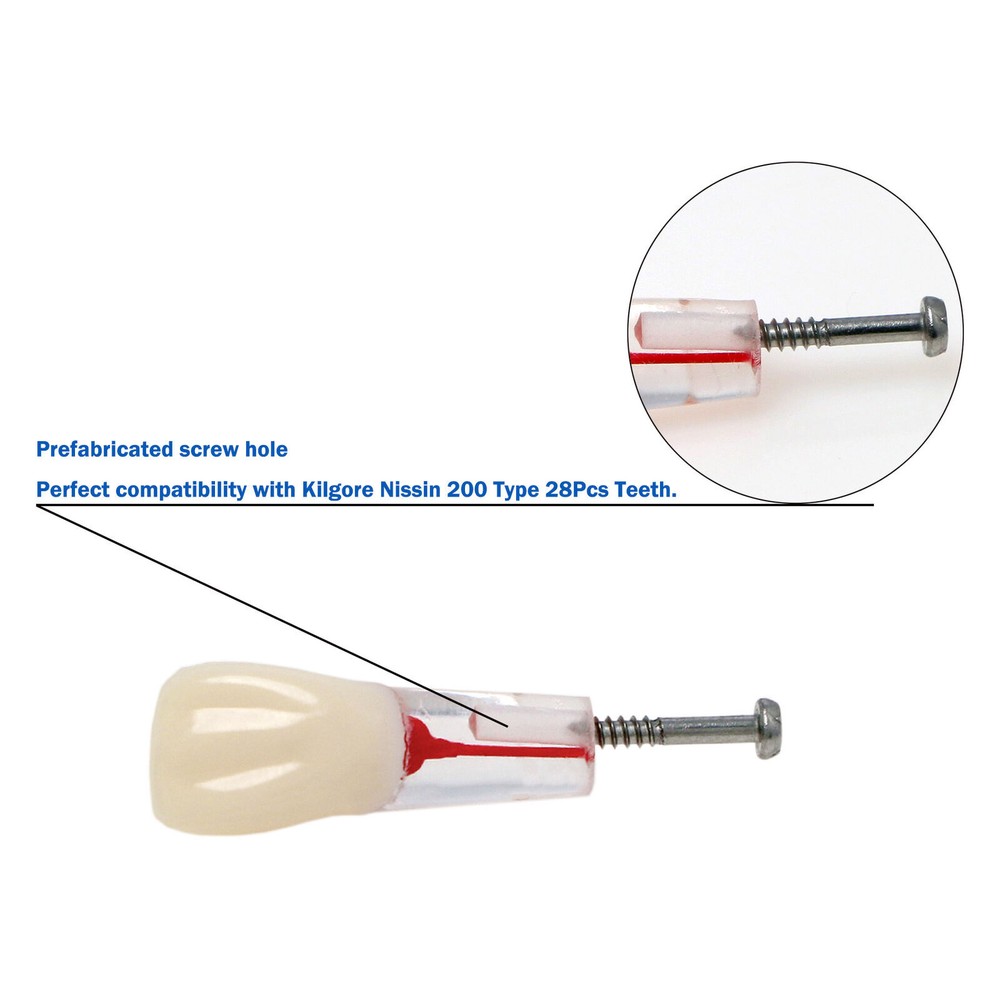 Dental Endo Root Canal Teeth Models Study RCT Practice Typodont Model #8006