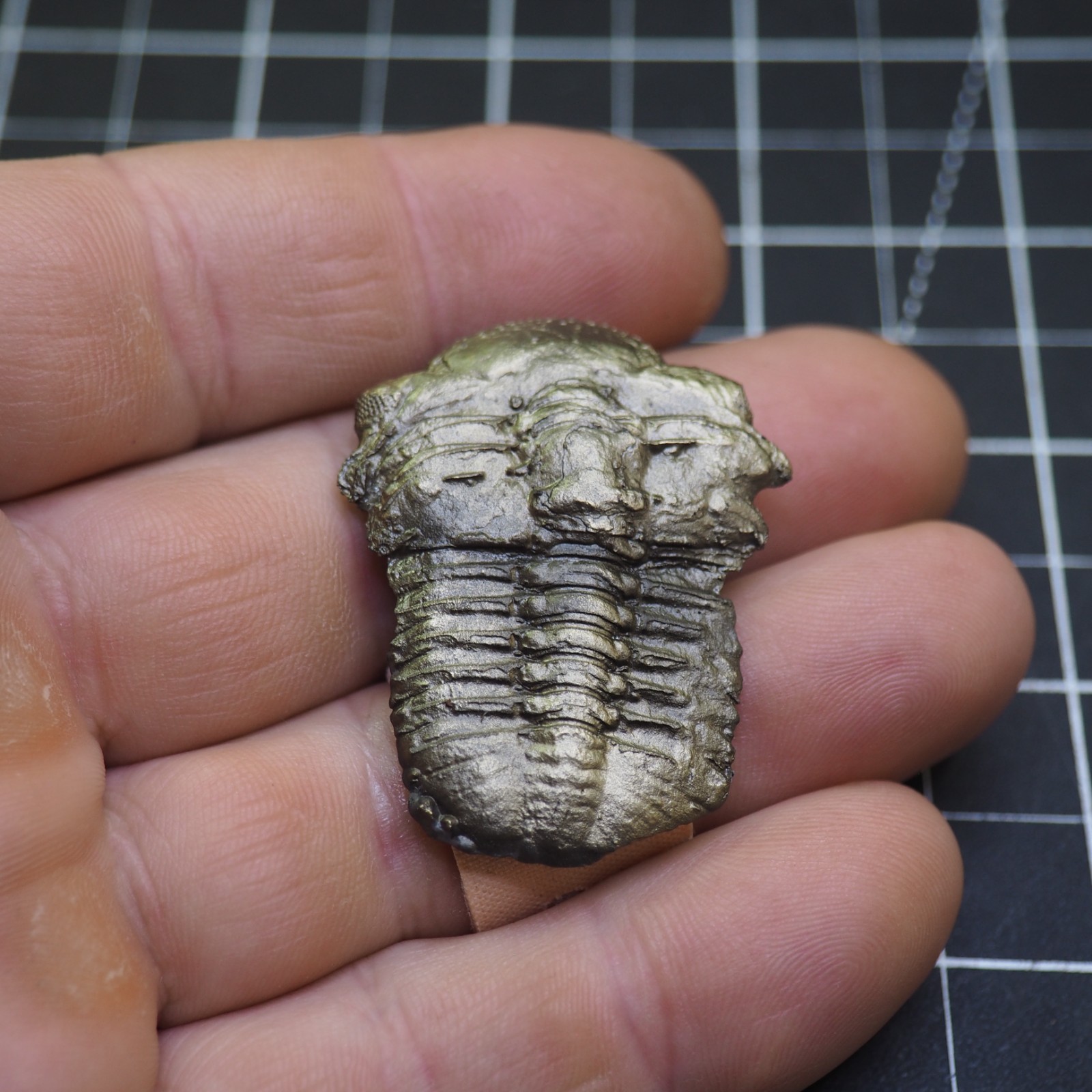 Chotecops ferdinandi Pyrite Trilobite Bundenbach Germany Fossil Devonian